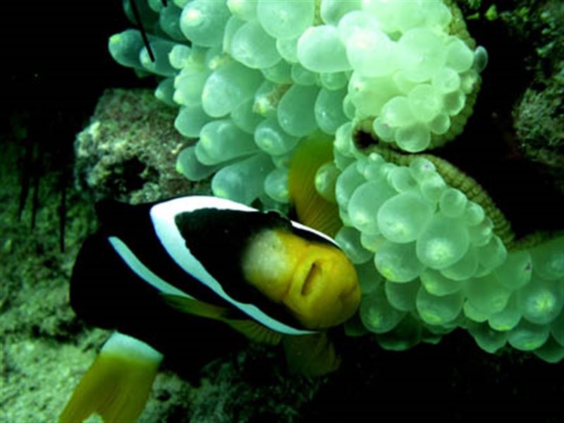 Kish Aquarium (2).jpg