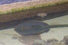 Kish Aquarium (7).jpg