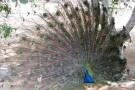 Bird Park (1).jpg
