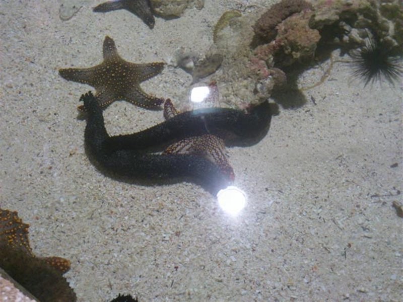 Kish Aquarium (8).jpg