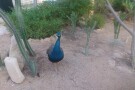Bird Park (10).jpg