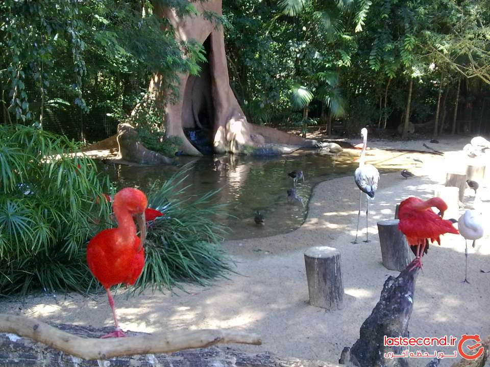 باغ پرندگان