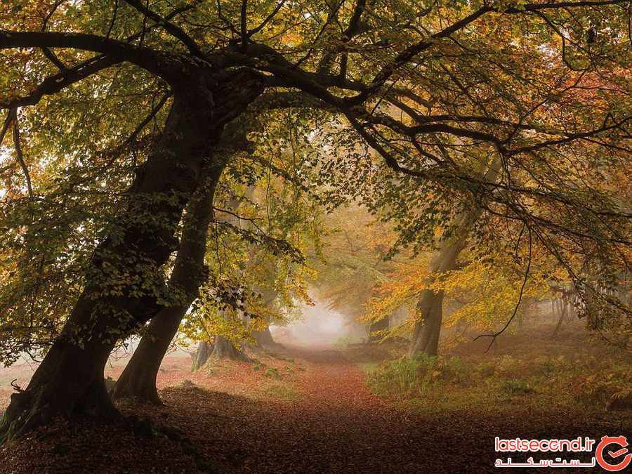 تصاویر جذاب و تماشایی از جنگل های انگلستان و ولز ‏