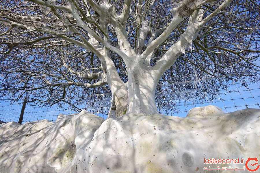 درختی ترسناک در یورکشایر انگلیس