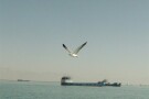 Naaz Island (7).jpg