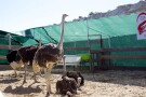 Qeshm Crocodile Park (1).jpg
