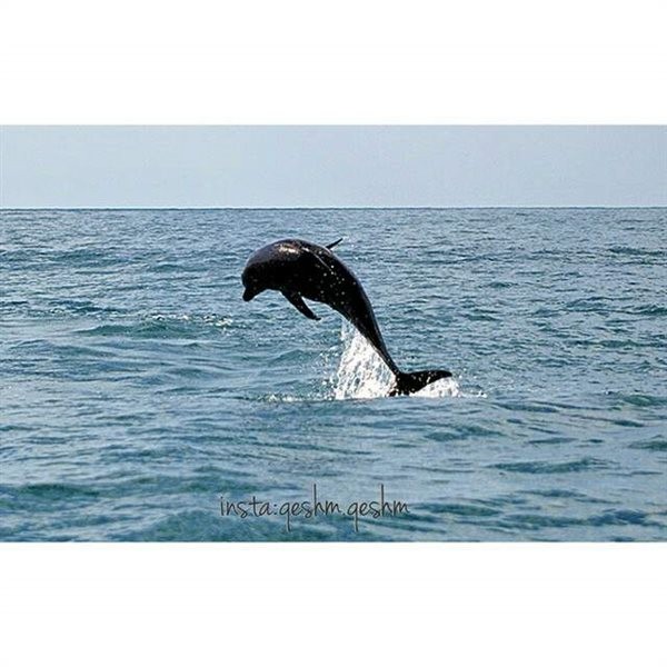 Qeshm Island (1).jpg