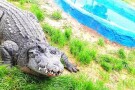 Qeshm Crocodile Park (3).jpg