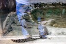 Qeshm Crocodile Park (4).jpg