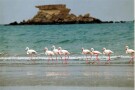 Naaz Island (1).jpg
