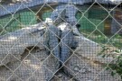 Qeshm Crocodile Park (6).jpg