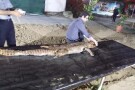Qeshm Crocodile Park (9).jpg