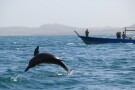 دلفین های جزیره هنگام قشم