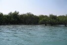 جنگل-حرا-47481-همگردی.jpg
