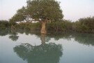جنگل-حرا-47480-همگردی.jpg