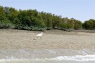 جنگل-حرا-541437-همگردی.jpg