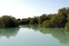 جنگل-حرا-47478-همگردی.jpg