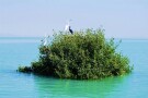 جنگل-حرا-47479-همگردی.jpg