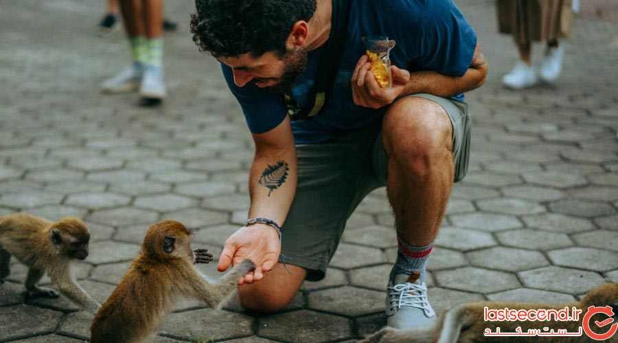 میمون‌های کوالالامپور، جاذبه گردشگری خطرناک