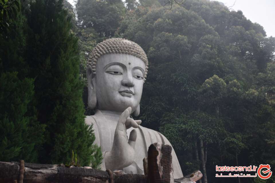 مجسمه بودا در گل نیلوفر