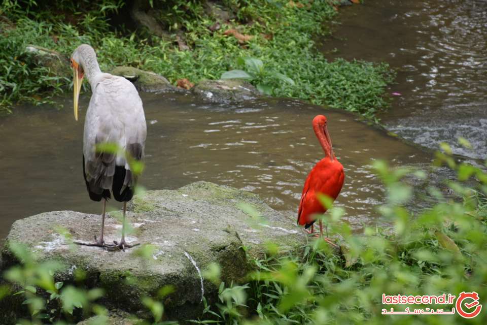 باغ پرندگان کوآلالامپور