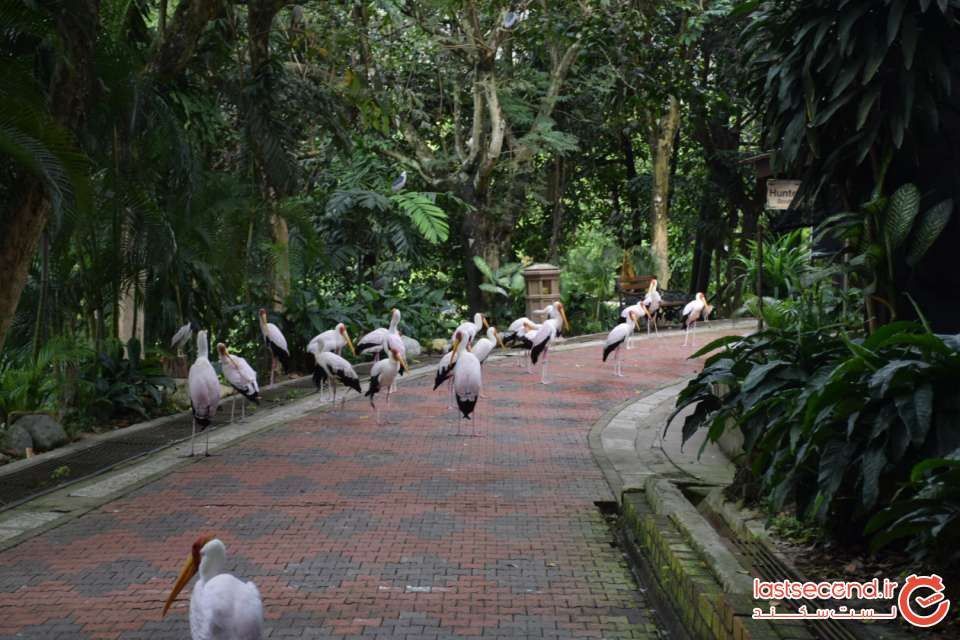 باغ پرندگان کوآلالامپور