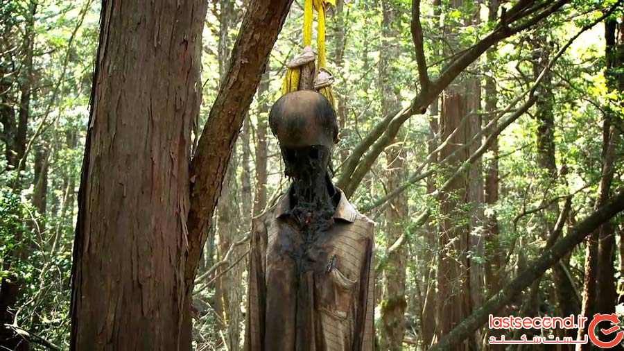 جنگل خودکشی ژاپن 