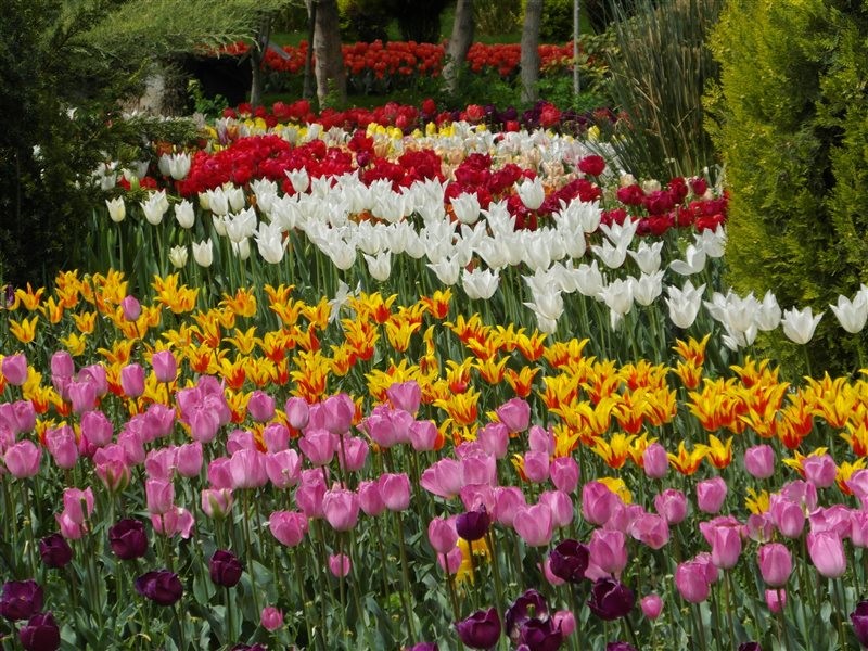 Karj Flower Garden (1).jpg