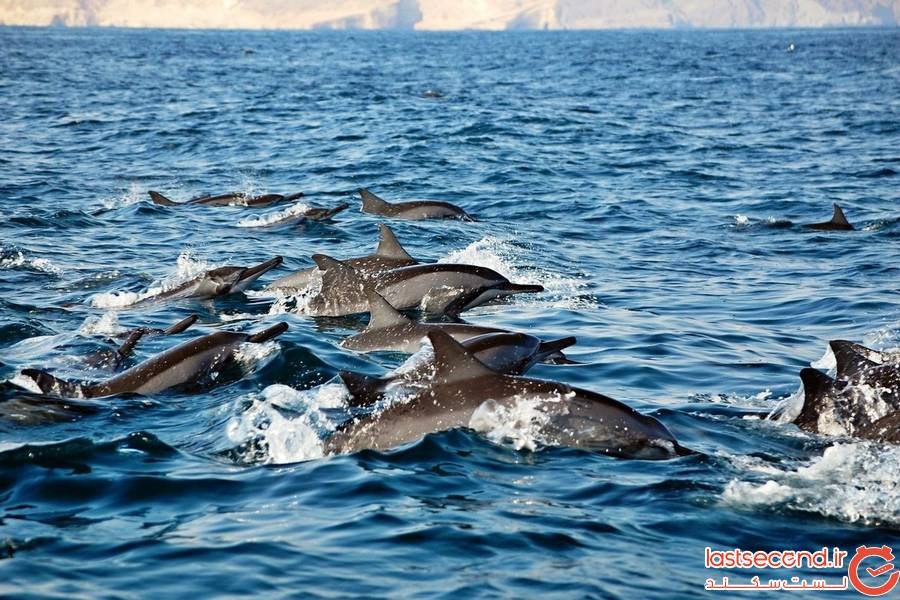 خساب، خانه‌ی دلفین‌های خلیج فارس