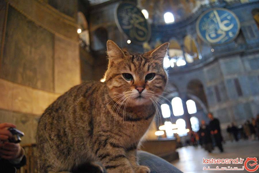 گربه‌ای که چهارده سال است در مسجد ایا صوفیه زندگی می‌کند