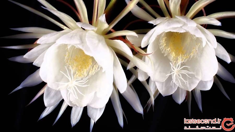 گل کادوپول، Kadupul Flower