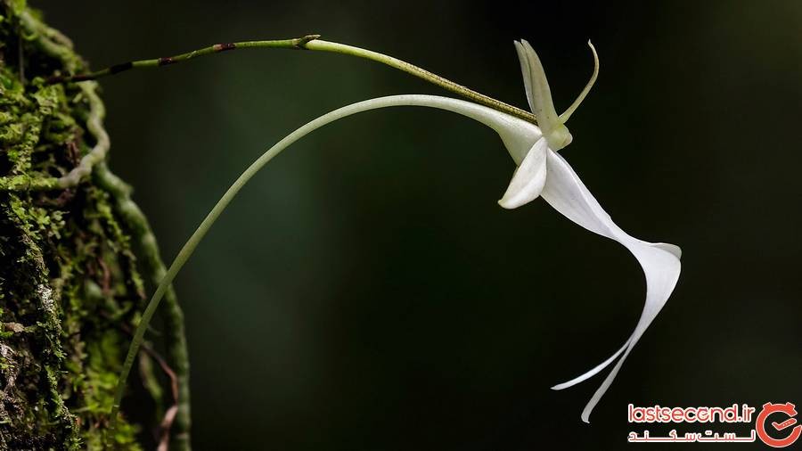 ارکیده گوست، Ghost Orchid