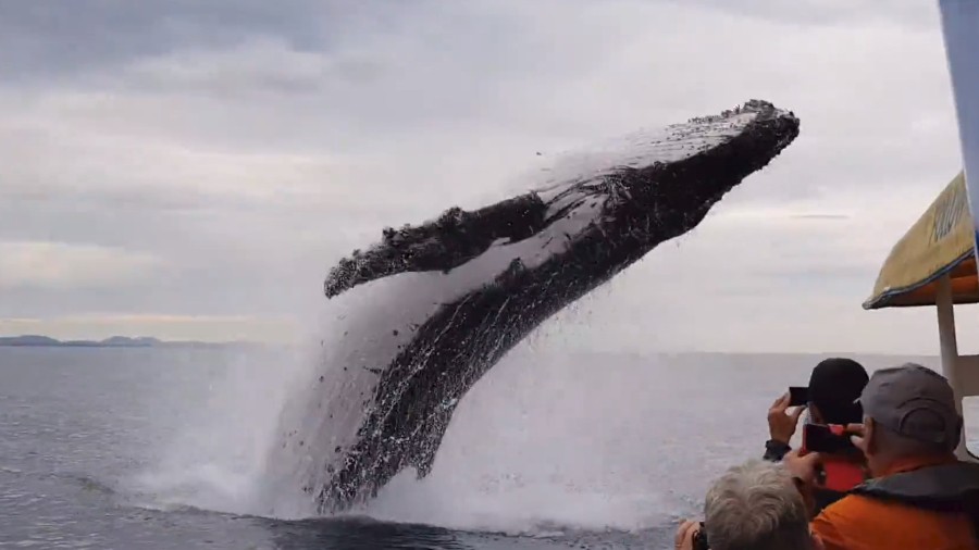 لحظه غافلگیر شدن گردشگران توسط یک نهنگ گوژپشت