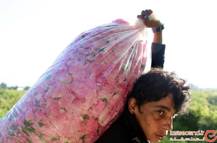 برداشت گل محمدی در بلغارستان