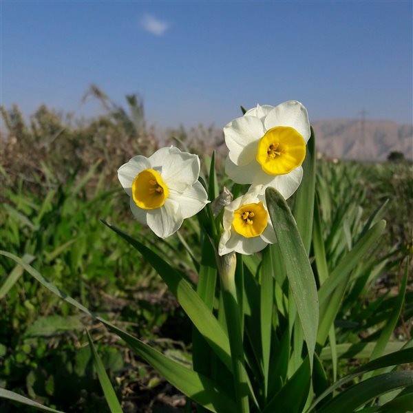 Narges Zar PA (8).jpg