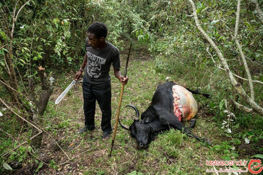لاشه گاو در آفریقا