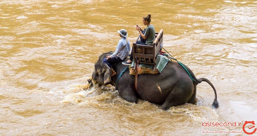 شکنجه فیل در تایلند