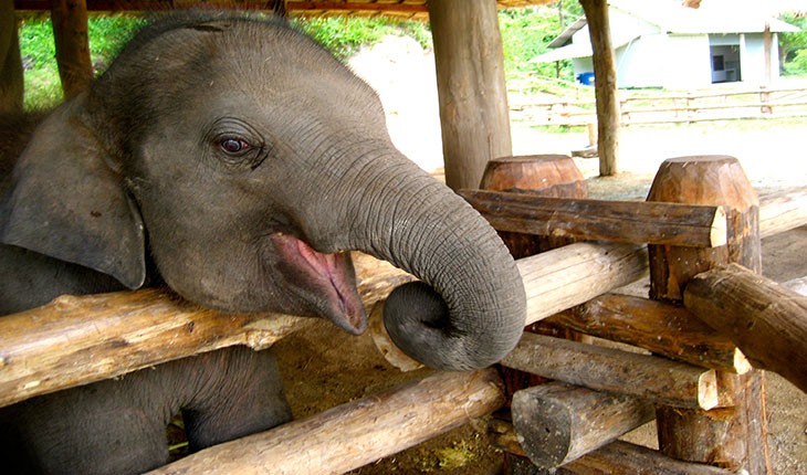 رفتار غیر انسانی با بچه فیل ها در تایلند