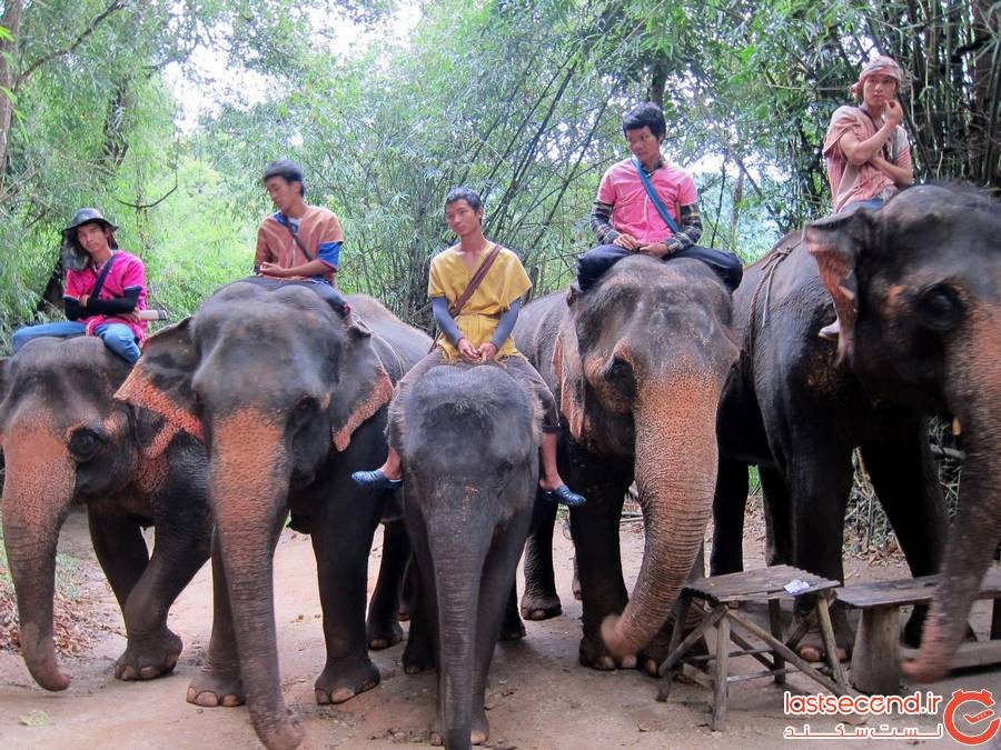 شکنجه فیل در تایلند