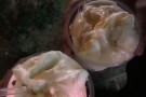 Jamshidian Ice Cream (8).jpg