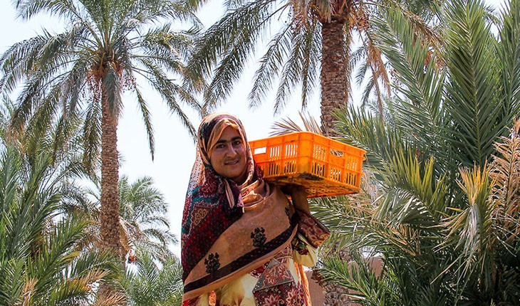 فصل برداشت خرما در ایران