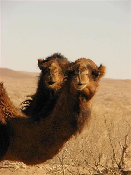 Desert Mesr (1).jpg