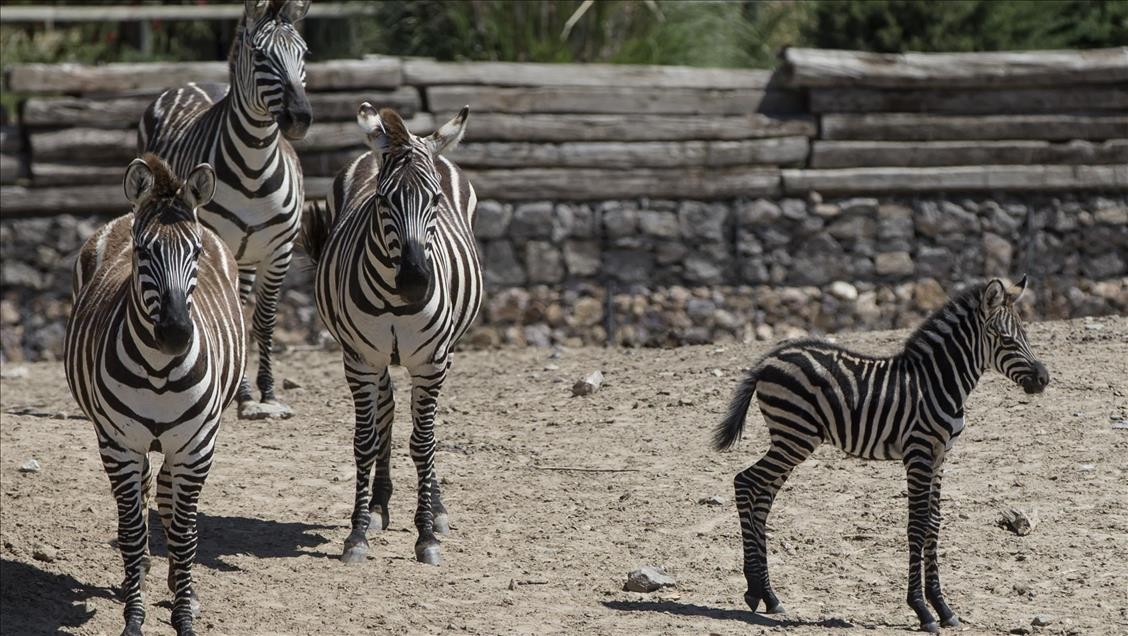 İzmir Natural Life Park (8).jpg