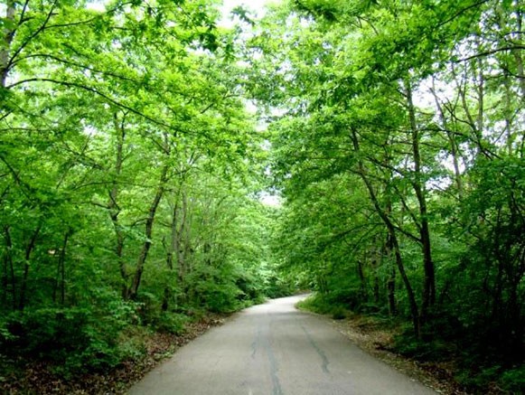 Saravan Forest Park (1).jpg
