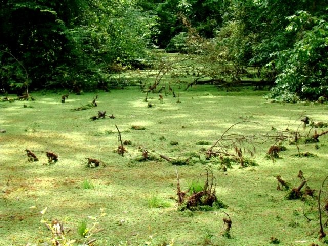 Saravan Forest Park (5).jpg