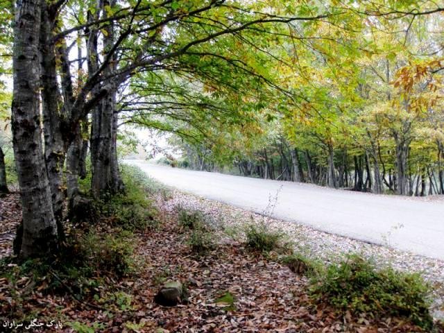 Saravan Forest Park (8).jpg