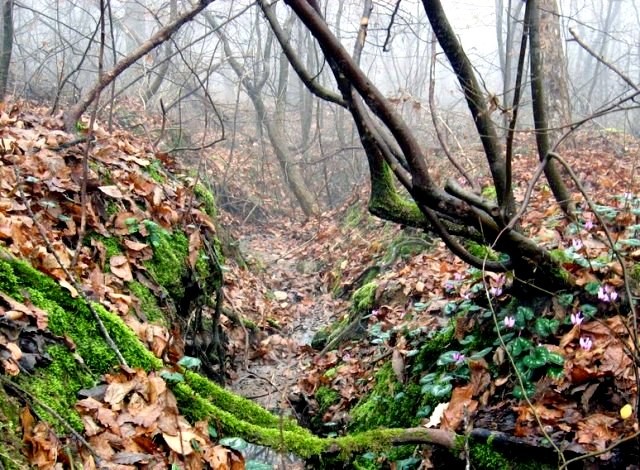 Saravan Forest Park (3).jpg