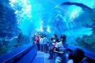 Aquaria KLCC (5).jpg