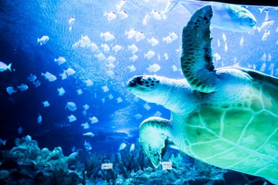Aquaria KLCC (2).jpg