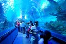 Aquaria KLCC (7).jpg